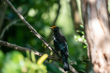 Tui bird with pollen on it's head