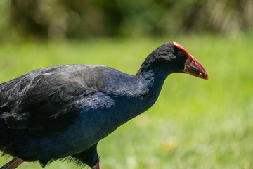 Pukeko bird closeup in New Zealand