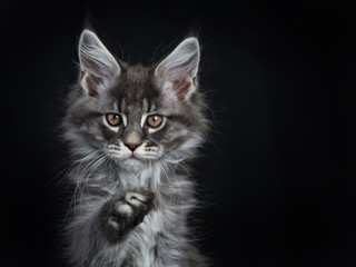 Head shot of impressive blue silver Maine Coon cat kitten looking straight at lens with brown eyes and one paw pointed at camera. Isolated on black background.
