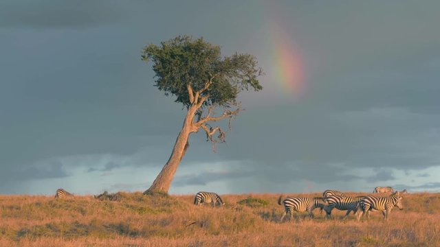 Wildebeest and zebras grazing under rainbow in Maasai Mara at sunset