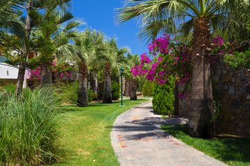 Obraz premium Street with palms in the beautiful living area