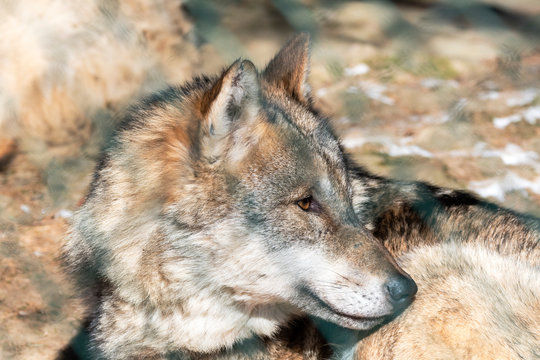 Wolf freundlich