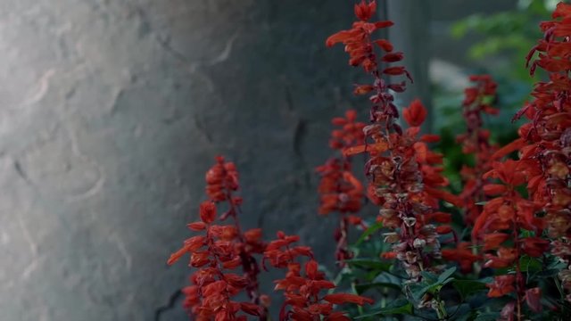 Beautiful vivid red flowers against a grey cement wall with a bee flying around them collecting pollen