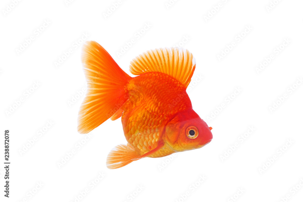 Wall mural Gold fish isolated on white background. Japanese red Ryukin goldfish.