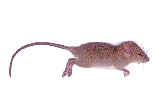 Dead rat (mouse) isolated on white background. Selective focus.