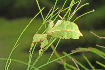 Leaf insect (Phyllium westwoodii), Green leaf insect or Walking leaves are camouflaged to take on the appearance of leaves, rare and protected. Selective focus, blurred green background.