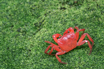 Red crab (Phricotelphusa limula)(Female) , One of world most beautiful fresh water crabs, It’s native only in Phuket island, Thailand. It’s also known as Red land crabs or waterfalls crab.Very rare