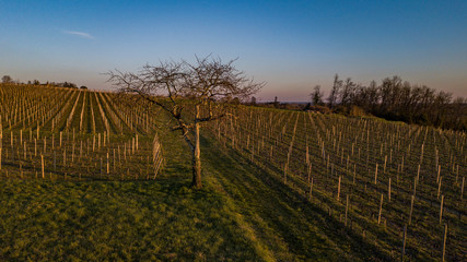 Fototapeta na wymiar Flying over a vineyard in a winter day, Bordeaux vineyard