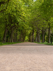 Straight path in the park of Castle Westhove near Domburg on the island Walcheren in Zealand, Netherlands