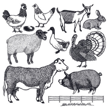 Organic farm Animals Vector illustration Hand drawing