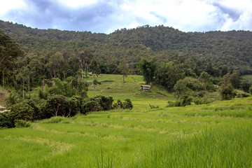 Obraz premium Rice field