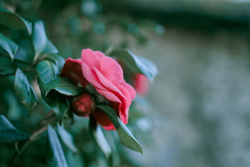 Camellia japonica dans le parc de Nantes, France