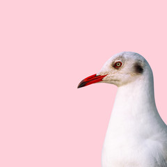 Head gull on pink background, Seagull isolated ..