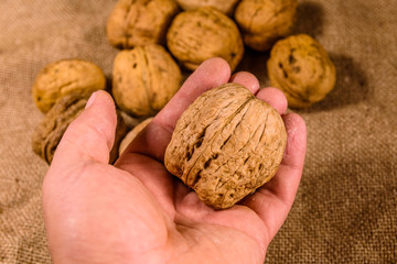 Walnut in a male hand above the sackcloth