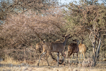 Naklejka na ściany i meble Greater Kudu standing under bushveld tree