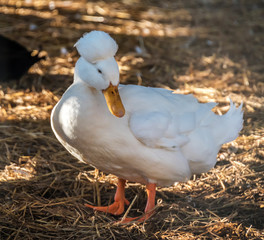 Punk White Goose with Great Fluff on his Head