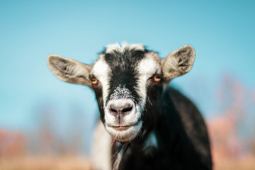 Cute goat in a field, close-up