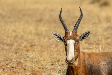 Naklejka na ściany i meble Endangered Blesbok Antelope