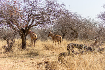 Naklejka na ściany i meble Red Hartebeest standing in the bushveld