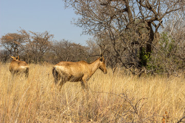 Red Hartebeest standing in the grass