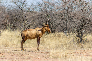 Red Hartebeest standing in the sun