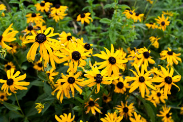 Rudbeckia (Black-Eyed Susan)