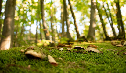 autumn forest 