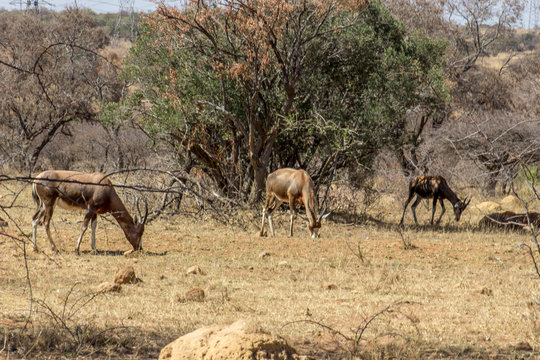 Blessbock grazing on the short grass