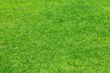 Green grass. Natural background texture