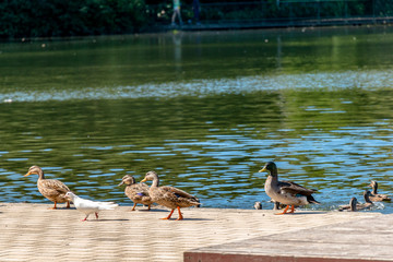 Pigeons and ducks on a pond