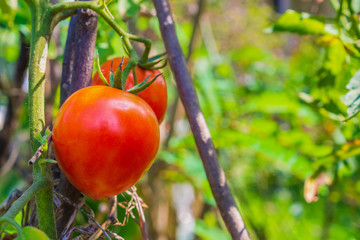 Ripe red tomato in organic garden