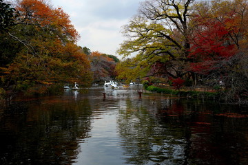 Fototapeta na wymiar Swan boat In the Autumn