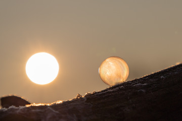 Gefrorene Seifenblasen im Sonnenaufgang
