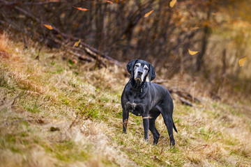 Senior dog with gray hair on the autumn walk