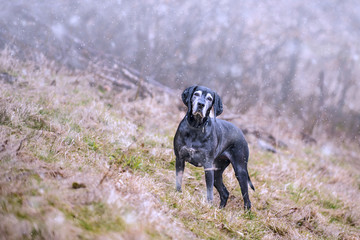 Senior dog with gray hair on the winter walk