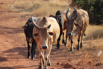 cows walking