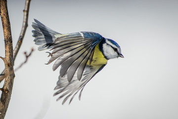 Cinciarella in Volo