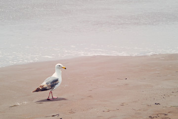 Seagull strolling