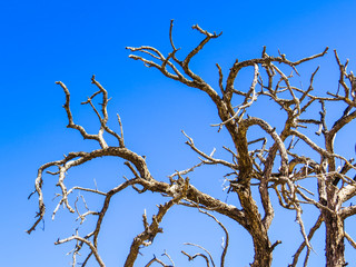 Dead desert tree against blue sky