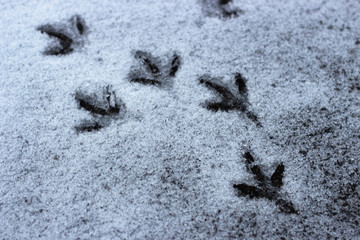 small bird tracks on the white snow, top view