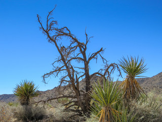 Fototapeta na wymiar Dead tree in landscape with blue sky Joshua Trees