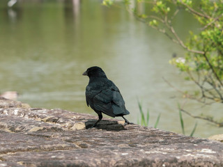 Une corneille noire (Corvus corone) à l'affût au bord de l'eau