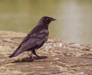 Une corneille noire (Corvus corone) à l'affût au bord de l'eau