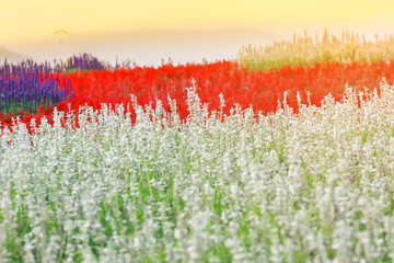 Field of beautiful lavender flower sunset at Chiang Rai in Thailand