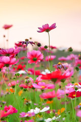Field of beautiful pink flower and green leaf on sunset background in Thailand
