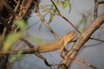 chameleon on a tree