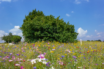 colorful flowers in meadow at sunshine summer day with green bush behind