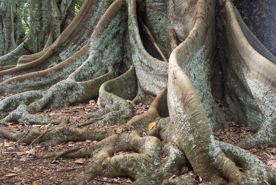 Buttress roots of giant fig trees - Norfolk Island