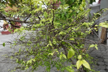 Plants in Thailand