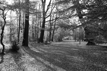 walk in the park autumn